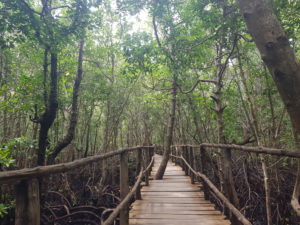 Mangrove erdő híddal