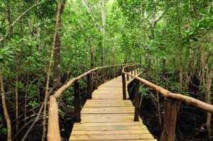 Mangrove erdő híddal