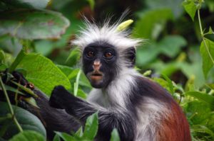 Vörös Colobus Majom