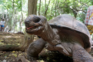 Giant Tortoise