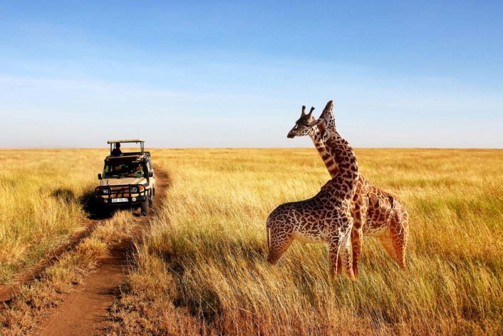 Wildlife Safaris