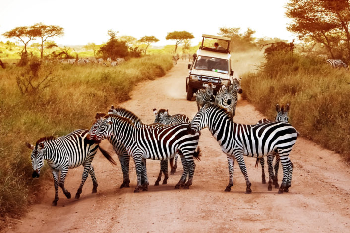 Wildlife Safaris