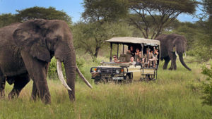 safari in the wilderness with elephants